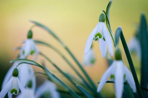 Galanthus nivalis