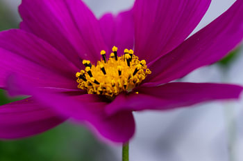 macrophoto d'une fleur d'été violette
