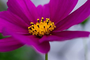 paarse zomerbloem cosmos macrofoto van Aan Kant