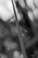 Damsels in love