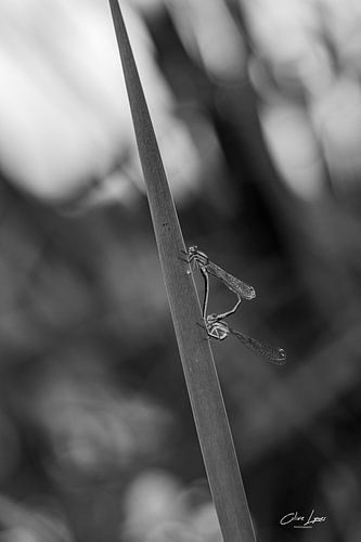 Les demoiselles de l'amour