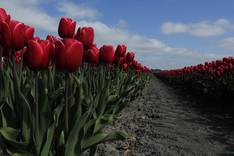 Tulpen van Kerstin Lotze