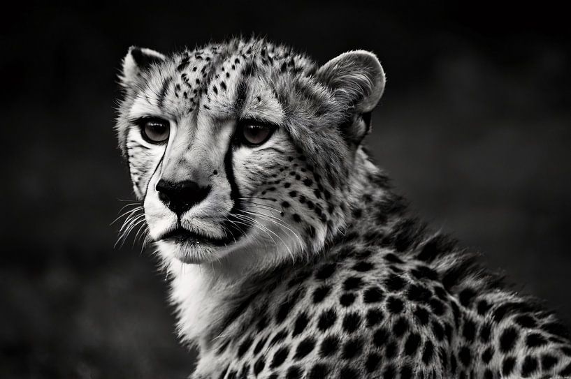 Zwart-wit foto van een cheeta portret van Art & Soul Creations
