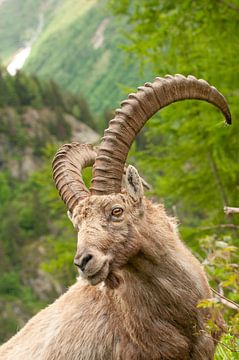 Capricorn in the French Alps by John Faber