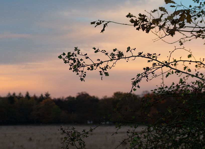 zonsondergang in natuur van manon vermeulen