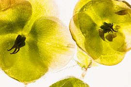 2 Christrosen in Eis