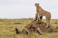 Cheetah (Acinonyx jubatus) mother standing on anthill with five cubs, Masai Mara National Park, Keny by Nature in Stock thumbnail
