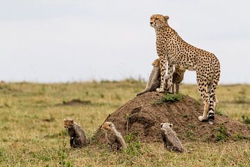 Cheetah (Acinonyx jubatus) mother standing on anthill with five cubs, Masai Mara National Park, Keny by Nature in Stock