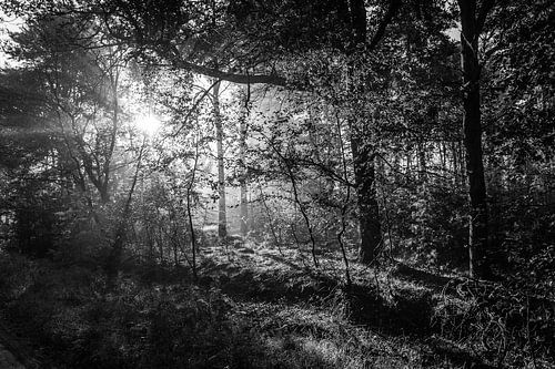 Zonnestralen prikken door de bomen (zwart wit)