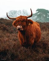 Kauender Highlander auf der Heide