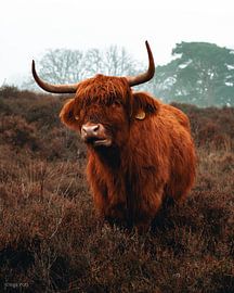 Kauwende hooglander op de hei van Inge Pots
