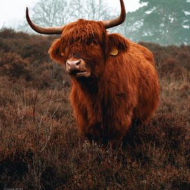 Chewing highlander on the heath by Inge Pots