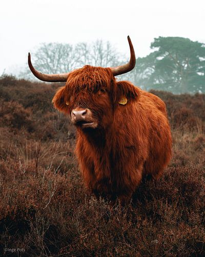Kauwende hooglander op de hei van Inge Pots