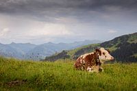 Cow at the Austrian Alps