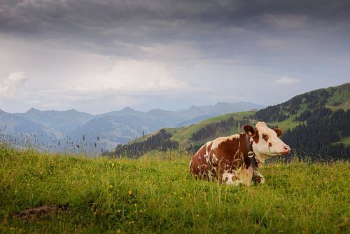 Cow at the Austrian Alps