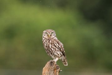 Steenuil op een oude paal van Paul Weekers Fotografie