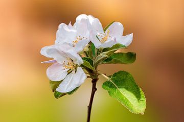 Zweig mit Blüten eines Apfelbaums von Mario Plechaty Photography