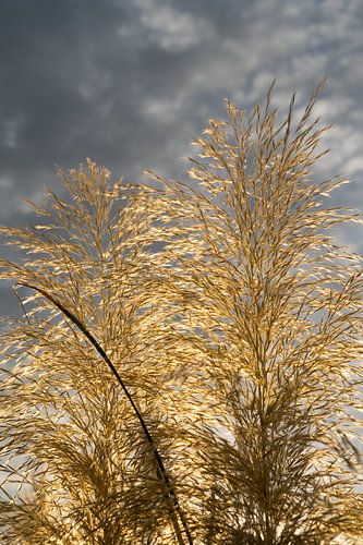 Golden pampas grass, clouds and sunlight 3