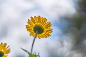 Marguerite jaune sur fond de bokeh