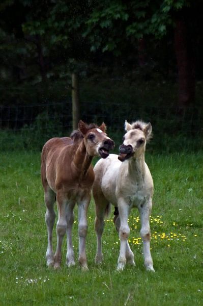 Uitlachende veulens by foto-fantasie foto-fantasie