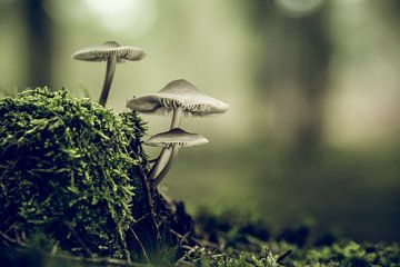 Mushrooms by Hans Lunenburg