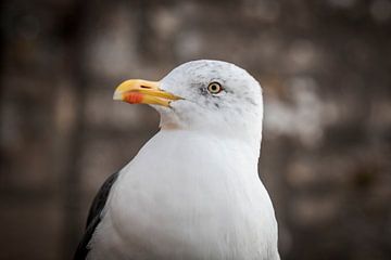 Portrait de mouette au regard intense