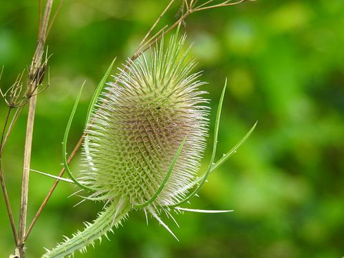 Distel Bloem Flower