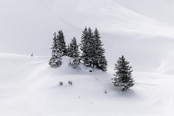 Naaldbomen in de sneeuw van Barbara Raatgever
