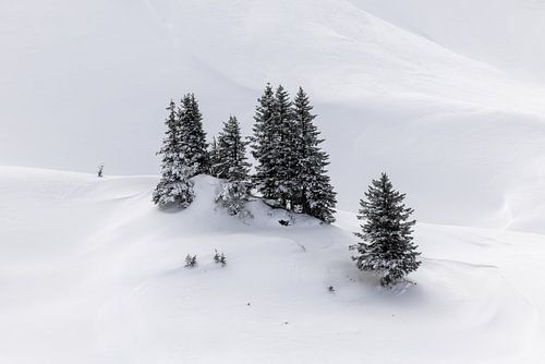 Naaldbomen in de sneeuw