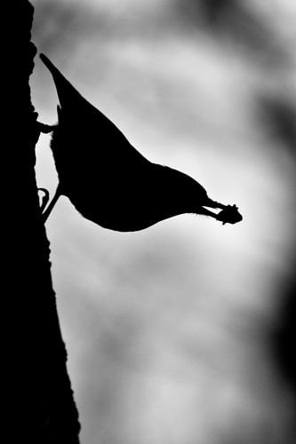 boomklever, silhouet