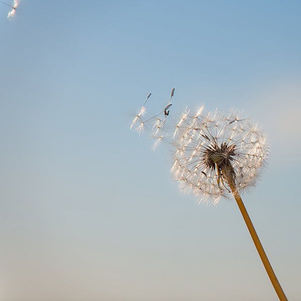 dandelion fluff ball by Miny'S