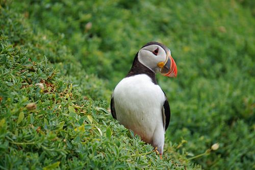Papegaaiduikers op het eiland Skellig Michael in Ierland