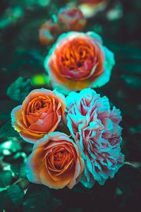 Rosenblüte