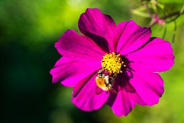 Biene auf einer lila Blume von Erwin Pilon