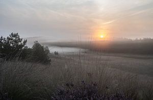Rozendaal-Feld Teil 14