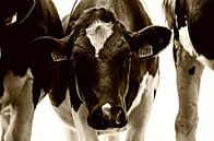 Portret van een nieuwsgierige koe van Jessica Berendsen thumbnail
