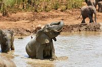Éléphant d'Afrique dans une piscine de boue