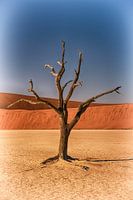 Boom in deadvlei Namibie