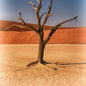 Un arbre à Deadvlei en Namibie sur Danielle van Leeuwaarden