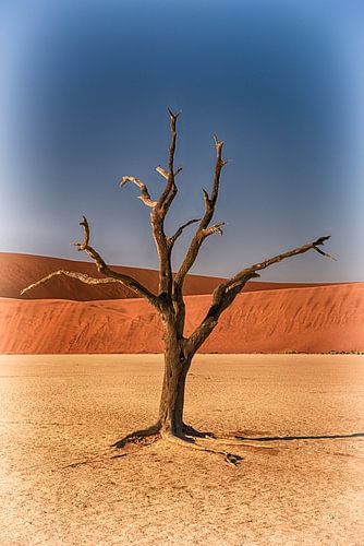 Baum im Deadvlei Namibia