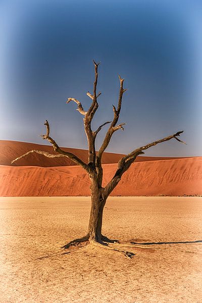 Baum im Deadvlei Namibia von Danielle van Leeuwaarden