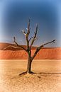 Baum im Deadvlei Namibia von Danielle van Leeuwaarden Miniaturansicht
