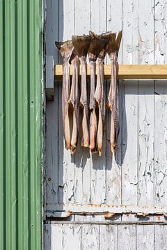 Stockfisch hängt zum Trocknen an der Wand einer Scheune auf den Lofoten von gaps photography