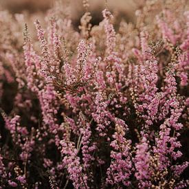 Heideplant Posbank van Anneke Vat