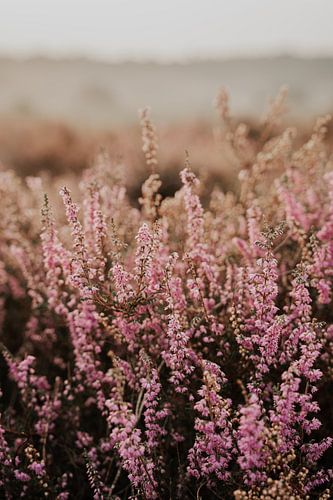 Heidekrautpflanze Posbank