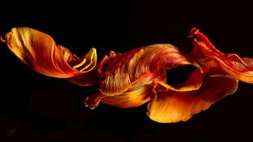 Tulp orange flame dancing door het zonlicht van TJ Cuperus