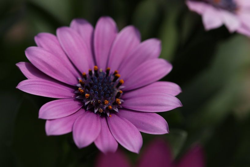 Close-up of a purple African daisy by Kimberley van Lokven