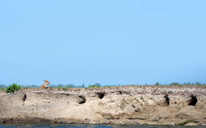Fuchs von Andy van der Steen - Fotografie