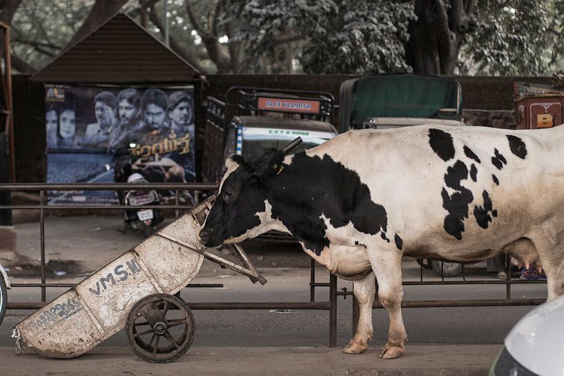 The Holy Cow par Jan-Willem van Vulpen