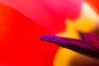Tulpe Apeldoorn von Peter Sneijders Miniaturansicht